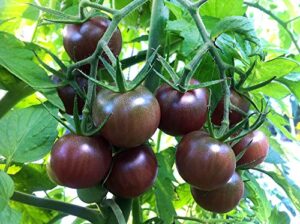 30+ black cherry tomato seeds, heirloom non-gmo, low acid, indeterminate, open-pollinated, sweet, productive, from usa