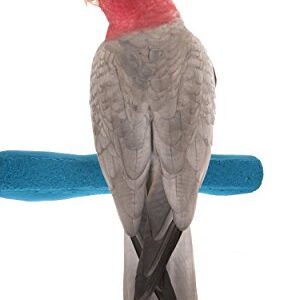 Sweet Feet and Beak Comfort Grip Safety Perch for Bird Cages - Patented Pumice Perch for Birds to Keep Nails and Beaks in Top Condition - Safe Easy to Install Bird Cage Accessories - M 8.5"