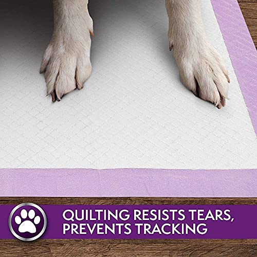 Simple Solution 6-Layer All Day Premium Dog Pads | Lavender Scent | 23 x 24 100 pads