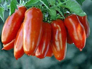 30+ italian san marzano paste tomato seeds, heirloom non-gmo, indeterminate, open-pollinated, productive, delicious, from usa