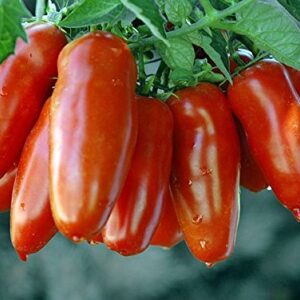 30+ Italian San Marzano Paste Tomato Seeds, Heirloom Non-GMO, Indeterminate, Open-Pollinated, Productive, Delicious, from USA