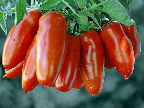 30+ Italian San Marzano Paste Tomato Seeds, Heirloom Non-GMO, Indeterminate, Open-Pollinated, Productive, Delicious, from USA