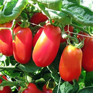 30+ Italian San Marzano Paste Tomato Seeds, Heirloom Non-GMO, Indeterminate, Open-Pollinated, Productive, Delicious, from USA