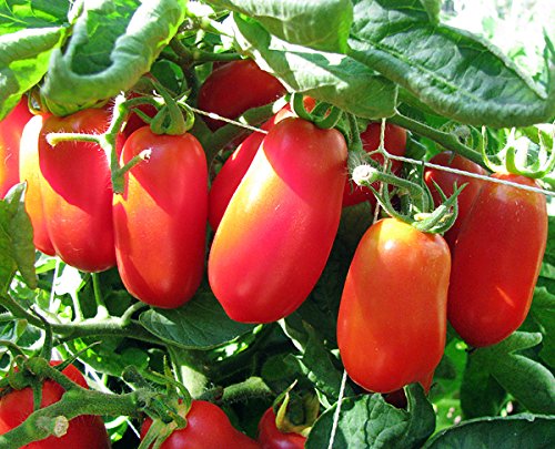 30+ Italian San Marzano Paste Tomato Seeds, Heirloom Non-GMO, Indeterminate, Open-Pollinated, Productive, Delicious, from USA