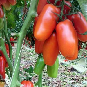 30+ Italian San Marzano Paste Tomato Seeds, Heirloom Non-GMO, Indeterminate, Open-Pollinated, Productive, Delicious, from USA