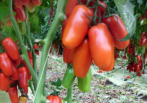 30+ Italian San Marzano Paste Tomato Seeds, Heirloom Non-GMO, Indeterminate, Open-Pollinated, Productive, Delicious, from USA