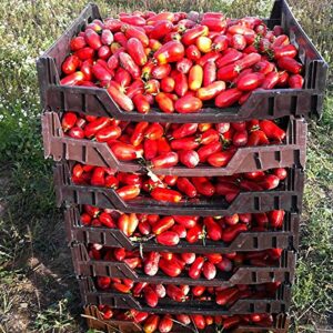 30+ Italian San Marzano Paste Tomato Seeds, Heirloom Non-GMO, Indeterminate, Open-Pollinated, Productive, Delicious, from USA