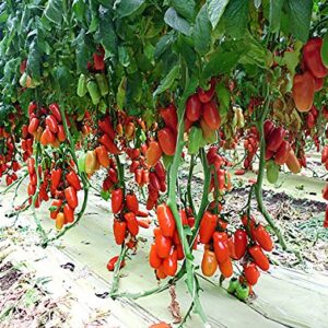 30+ Italian San Marzano Paste Tomato Seeds, Heirloom Non-GMO, Indeterminate, Open-Pollinated, Productive, Delicious, from USA