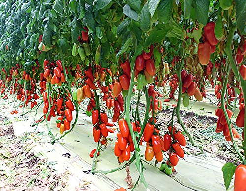 30+ Italian San Marzano Paste Tomato Seeds, Heirloom Non-GMO, Indeterminate, Open-Pollinated, Productive, Delicious, from USA