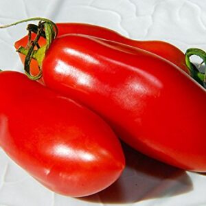 30+ Italian San Marzano Paste Tomato Seeds, Heirloom Non-GMO, Indeterminate, Open-Pollinated, Productive, Delicious, from USA