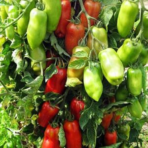 30+ Italian San Marzano Paste Tomato Seeds, Heirloom Non-GMO, Indeterminate, Open-Pollinated, Productive, Delicious, from USA