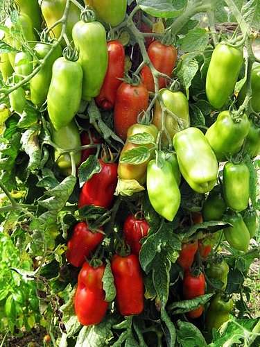 30+ Italian San Marzano Paste Tomato Seeds, Heirloom Non-GMO, Indeterminate, Open-Pollinated, Productive, Delicious, from USA