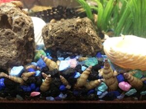 10 malaysian trumpet snails algae eaters live freshwater aquarium snails mts