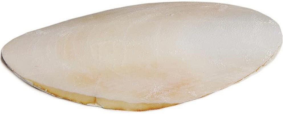 Cuttlebone Bulk 25 Count, Medium: 4 - 6 inches, for Birds, Tortoises