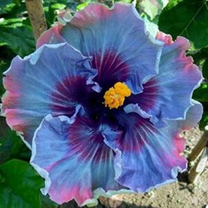 30+ hibiscus/ perennial flower seed/ easy to grow/ huge 10-12 inch flowers/ fairy dust