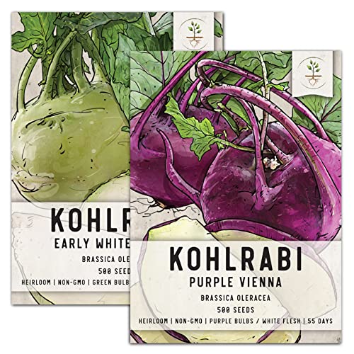 Seed Needs, Kohlrabi Seed Packet Collection (Purple/White, 2 Individual Varieties for Planting) Heirloom, Non-GMO & Untreated