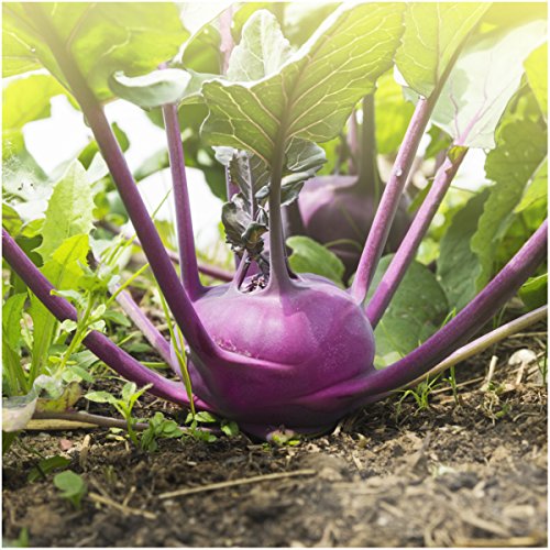 Seed Needs, Kohlrabi Seed Packet Collection (Purple/White, 2 Individual Varieties for Planting) Heirloom, Non-GMO & Untreated