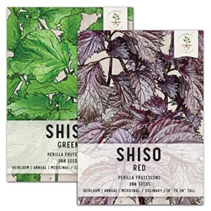 seed needs, shiso seed packet collection (2 individual varieties of perilla/shiso seeds for planting) non-gmo & untreated - includes red & green shiso