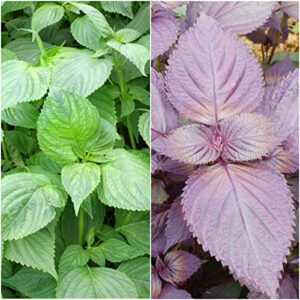 Seed Needs, Shiso Seed Packet Collection (2 Individual Varieties of Perilla/Shiso Seeds for Planting) Non-GMO & Untreated - Includes Red & Green Shiso