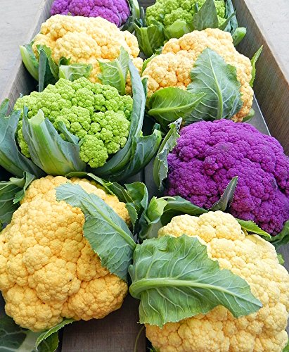 Please Read! This is A Mix!!! 50+ Cauliflower Mix Seeds Heirloom Non-GMO 4 Varieties Purple Green Yellow Delicious from USA