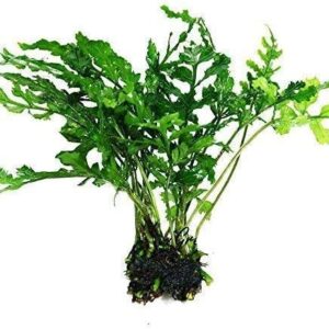 Water Fern Bolbitis Heudelotii Potted Live Aquarium Plant Fresh Water Plants by Greenpro