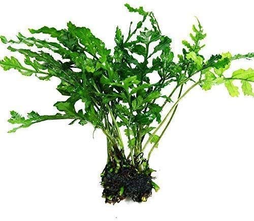 Water Fern Bolbitis Heudelotii Potted Live Aquarium Plant Fresh Water Plants by Greenpro