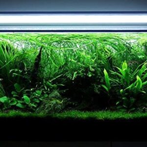 Water Fern Bolbitis Heudelotii Potted Live Aquarium Plant Fresh Water Plants by Greenpro