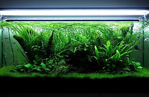 Water Fern Bolbitis Heudelotii Potted Live Aquarium Plant Fresh Water Plants by Greenpro