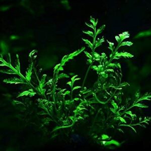 Water Fern Bolbitis Heudelotii Potted Live Aquarium Plant Fresh Water Plants by Greenpro