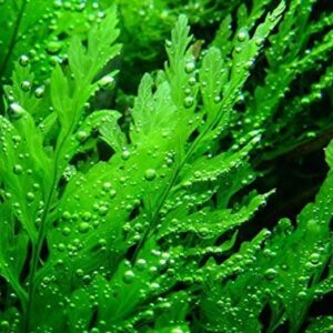 Water Fern Bolbitis Heudelotii Potted Live Aquarium Plant Fresh Water Plants by Greenpro