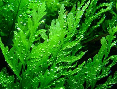 Water Fern Bolbitis Heudelotii Potted Live Aquarium Plant Fresh Water Plants by Greenpro