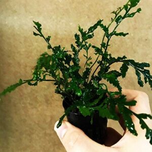 Water Fern Bolbitis Heudelotii Potted Live Aquarium Plant Fresh Water Plants by Greenpro