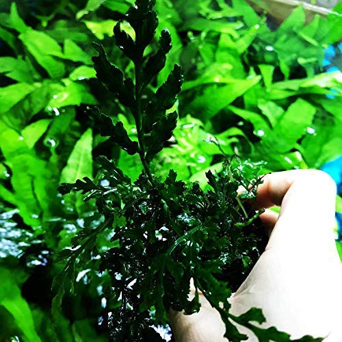 Water Fern Bolbitis Heudelotii Potted Live Aquarium Plant Fresh Water Plants by Greenpro