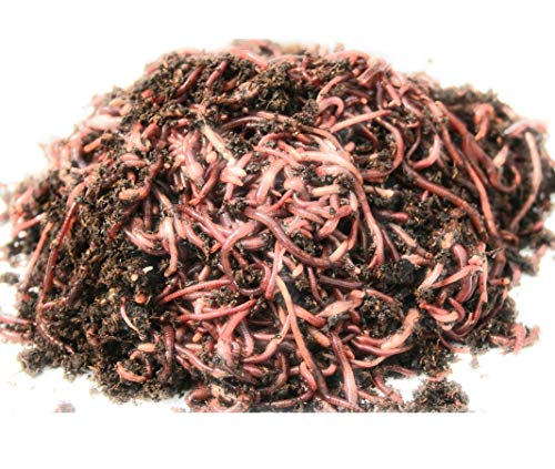 Enchantment Products 1000 Count Red Wiggler Worms Live Composting Worms