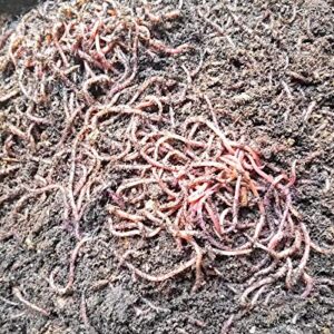 Enchantment Products 1000 Count Red Wiggler Worms Live Composting Worms