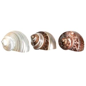 Hermit Crab Shells | Turbo Shells | 1 Brown, 1 Banded, and 1 White Pearlized Turbo Shells 1.75"-2" | Opening Size Approx. 1" | Hermit Crab House for Décor | Plus Free Nautical eBook by Joseph Rains