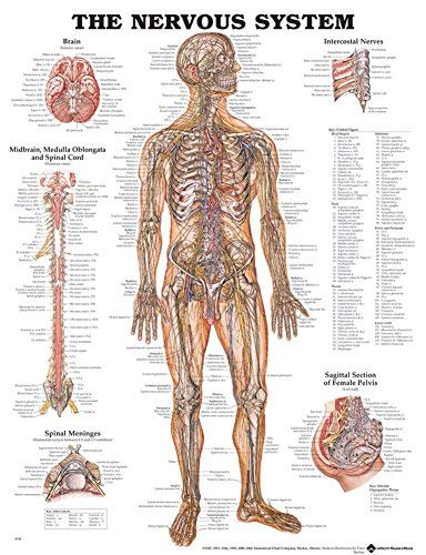 The Nervous System by Anatomical Chart Company (2002-05-01)