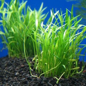 Micro Sword Aquarium Live Plant - Easy Foreground Carpet Plant