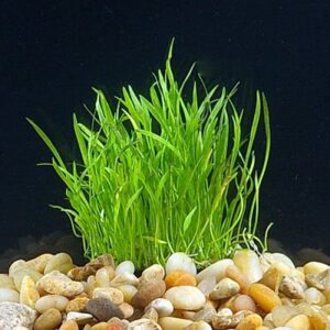 micro sword aquarium live plant - easy foreground carpet plant