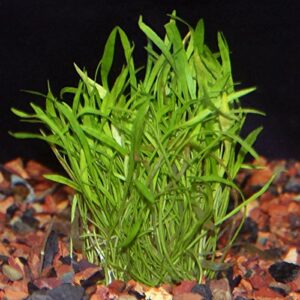 Micro Sword Aquarium Live Plant - Easy Foreground Carpet Plant