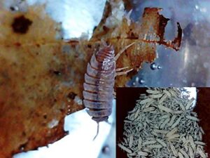 dwarf purple isopods & springtails, by critters direct