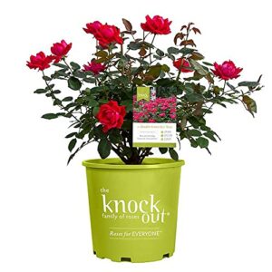 root 98 warehouse knockout double red rose, 1g