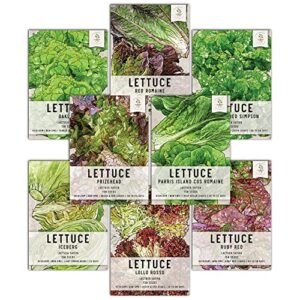 seed needs, lettuce seeds for planting (8 lettuce variety pack/seed collection) heirloom, non-gmo & untreated - great for hydroponics