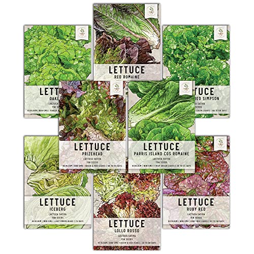 Seed Needs, Lettuce Seeds for Planting (8 Lettuce Variety Pack/Seed Collection) Heirloom, Non-GMO & Untreated - Great for Hydroponics