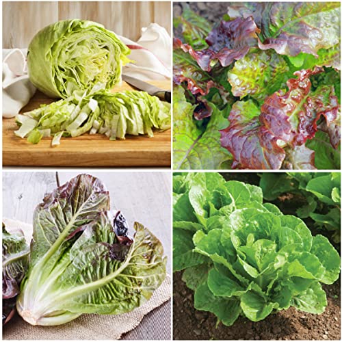 Seed Needs, Lettuce Seeds for Planting (8 Lettuce Variety Pack/Seed Collection) Heirloom, Non-GMO & Untreated - Great for Hydroponics