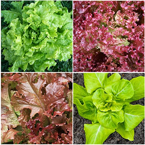 Seed Needs, Lettuce Seeds for Planting (8 Lettuce Variety Pack/Seed Collection) Heirloom, Non-GMO & Untreated - Great for Hydroponics