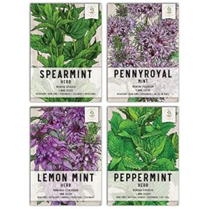 seed needs, mint seed packet collection (4 individual varieties of mint seeds for planting) heirloom, non-gmo & untreated - spearmint, peppermint, lemon mint and pennyroyal mint