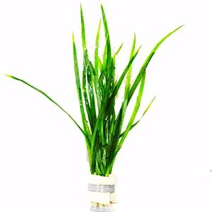 jungle vallisneria spiralis rooted easy background live aquarium plants decorations 3 days live guaranteed by mainam