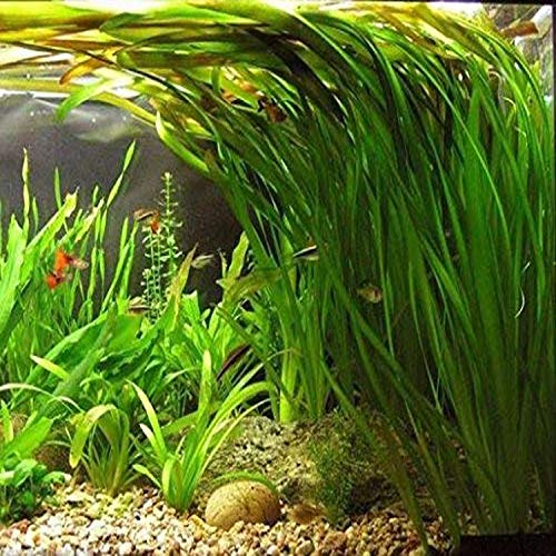 Jungle Vallisneria Spiralis Rooted Easy Background Live Aquarium Plants Decorations 3 Days Live Guaranteed by Mainam