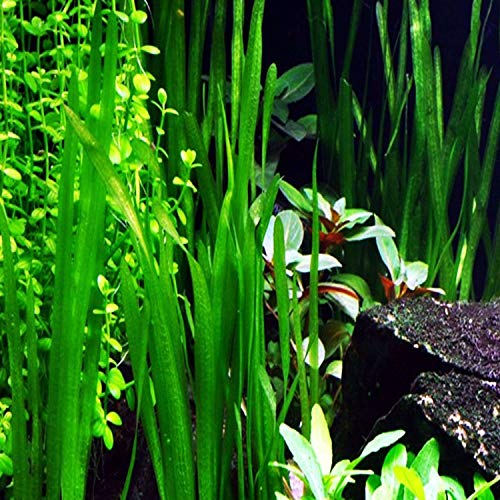 Jungle Vallisneria Spiralis Rooted Easy Background Live Aquarium Plants Decorations 3 Days Live Guaranteed by Mainam